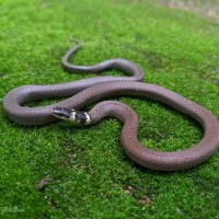 Sibynophis